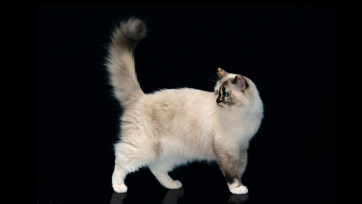 picture of Pets 
