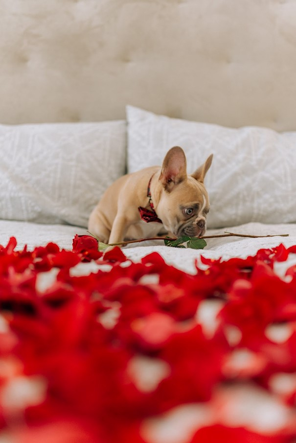 Foto per San Valentino